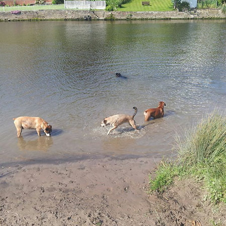 Dogs enjoying a cool down